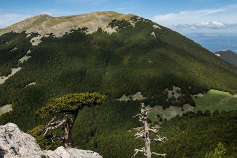 Pollino national park, Pinus heldreichii, italy