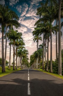 The famous palm avenue l'Allee Dumanoir. Landscape shot from the centre of the street into the