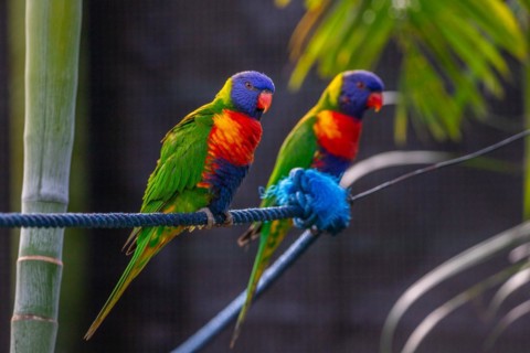 Portrait of a loris, parrot. Beautiful shot of the animals in the forest on Guadeloupe, Caribbean,