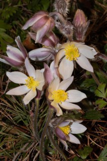 Spring pasque flower a few open pink flowers on top of each other