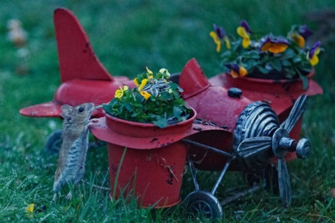 Wood mouse on aeroplane with flower pots standing in green grass looking up right