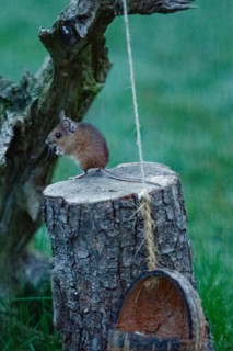 Wood mouse standing on tree trunk with food bowl looking left