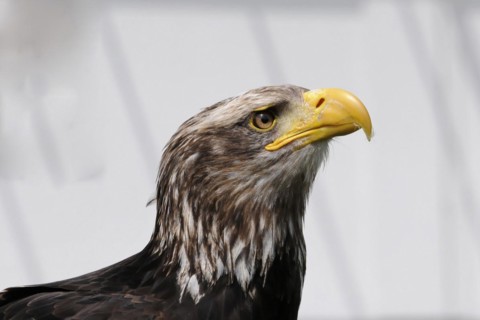 Bald eagle, Haliaeetus leucocephalus, close-up of a bald eagle looking sideways against a blurred