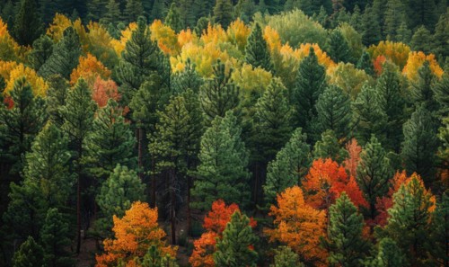 The vibrant colors of autumn foliage contrasting with the deep green of pine trees in a forest,