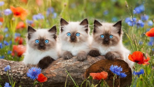 KI generated, animal, animals, mammal, mammals, cat, felidae (Felis catus), three cats resting on a