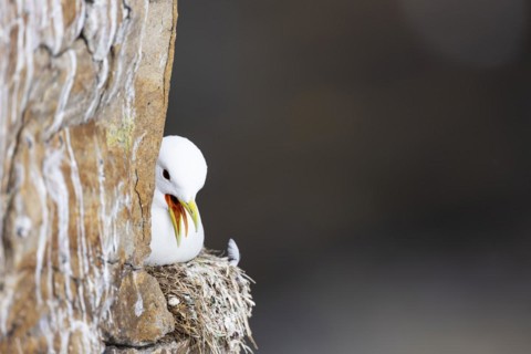 Black-legged kittiwake (Rissa tridactyla) sitting and panting on nest, Varanger, Finnmark, Norway,