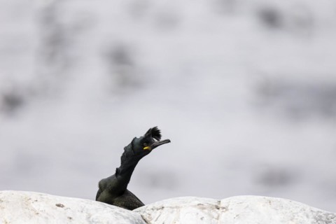 Common shag (Phalacrocorax aristotelis) with forehead quill raised during the breeding season,