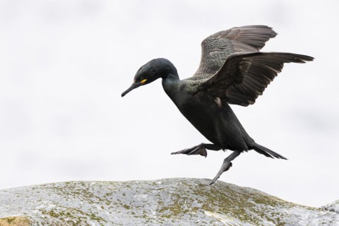 Common shag (Phalacrocorax aristotelis) hopping on a rock, Hornoya Island, Vardo, Varanger,