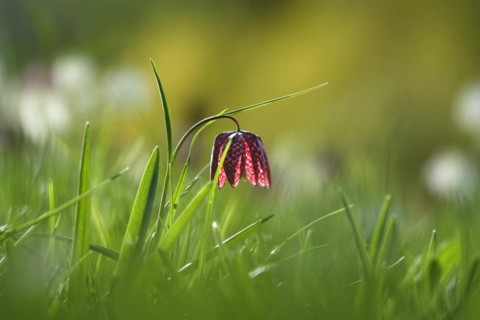 Charming chequerboard flower, spring, Germany, Europe