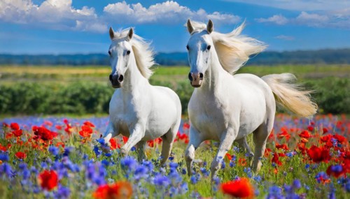 KI generated, A horse, horses, Arabian, in front of a blue sky, thoroughbred Arabian, AV, Arabian