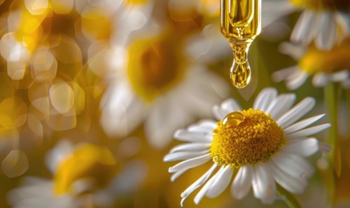 Chamomile essential oil droplets on chamomile flowers, nature beauty background AI generated