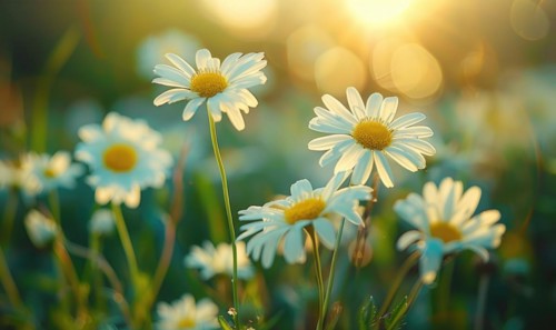Daisies in a field at sunset, fields and meadows, spring nature background AI generated