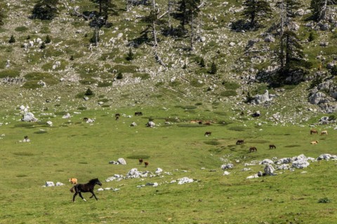 Pollino national park, Pinus heldreichii, iwild horse, taly