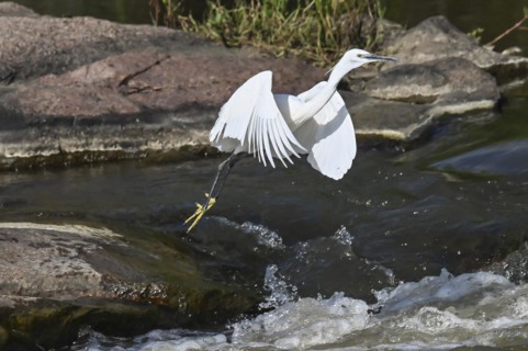 Cattle Egret Cattle Egret (Bubulcus ibis), Mziki Private Game Reserve, North West Province, South