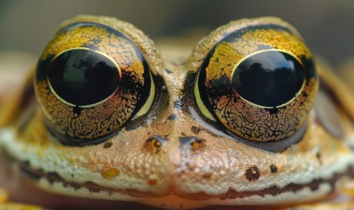 Extreme close-up of Rana arvalis eyes AI generated