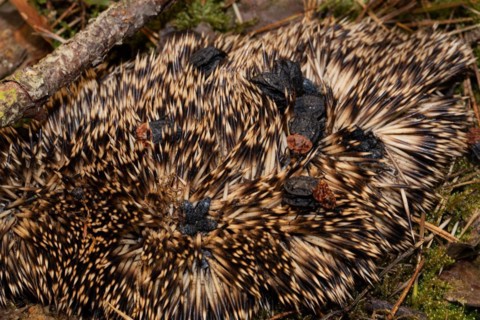 Red-necked silpha some beetles sitting on hedgehog spawn mating different seeing