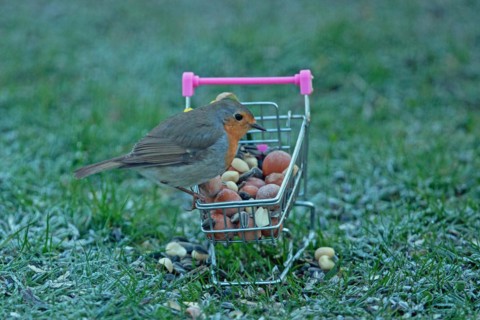 Robin sitting on shopping trolley with food in ripened grass, looking right