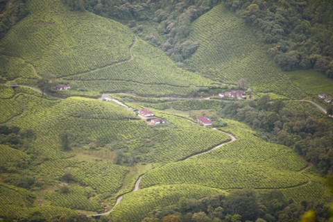 Green hilly landscape with tea plantations in Munnar, Kerala, India, Asia