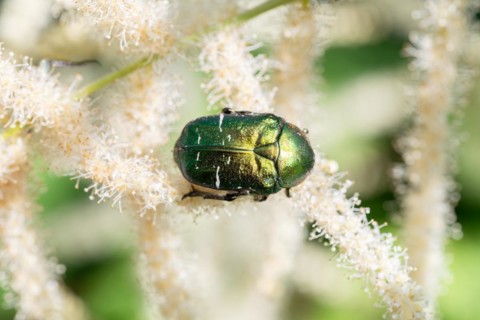 Rose chafers (Cetonia aurata), sitting on forest goat's beard (Aruncus dioicus), Allgaeu, Germany,