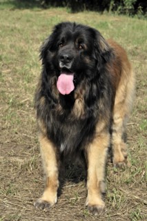 Leonberger dog, Brown-black dog with tongue sticking out standing on grass, Leonberger dog,