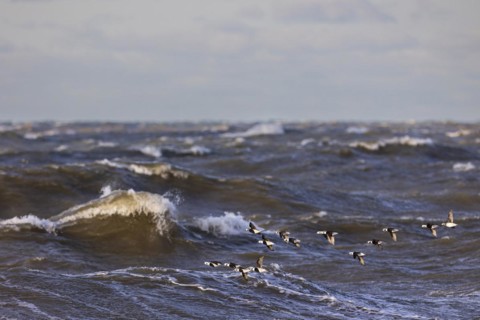 Long-tailed duck (Clangula hyemalis), small flock in flight over turbulent sea, Laanemaa, Estonia,