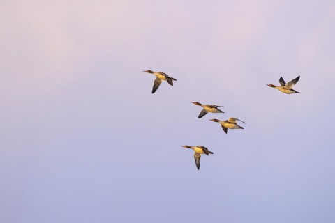 Red-breasted Merganser (Mergus serrator), small flock in flight, Laanemaa, Estonia, Europe
