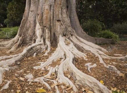 Close-up of long Ficus elastica, Rubber Plant tree roots and trunk in summer, Seville, Spain,