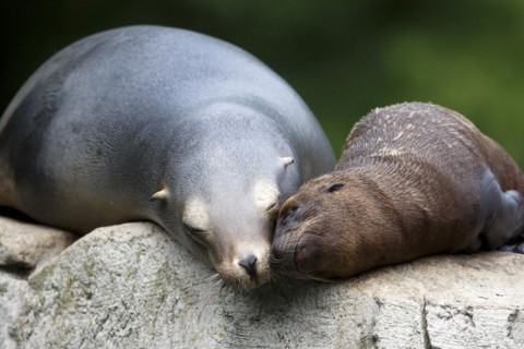 California sea lion (Zalophus californianus), An adult sea lion and a juvenile showing love and