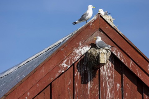 Kittiwake (Rissa tridactyla), adult bird panting with chicks on nest on house facade, Vardo,
