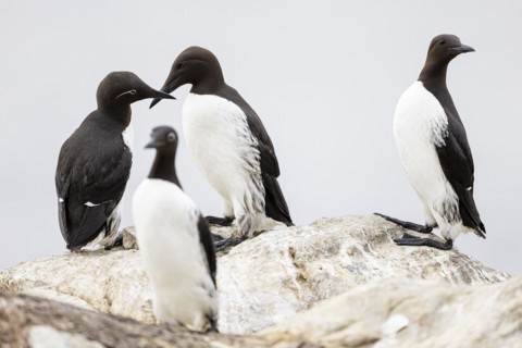 Common guillemot (Uria aalge), small group of adult birds on rock, Hornoya Island, Vardo, Varanger,