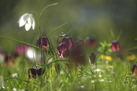 Enchanting chequerboard flowers, April, Germany, Europe