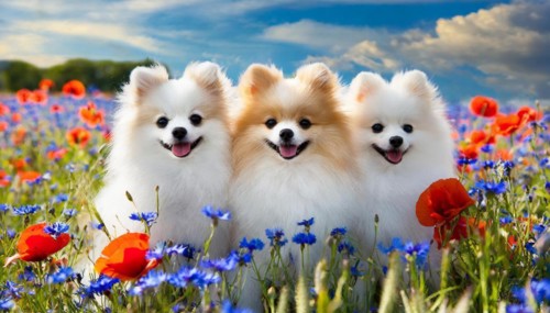 KI generate, animal, animals, mammal, mammals, dwarf spitz, Spitz, (Canis lupus familiaris), dog,