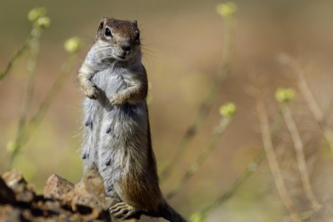Barbary ground squirrel (Atlantoxerus getulus) or North African bristle squirrel, Fuerteventura,