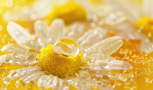 Chamomile essential oil droplets on chamomile flowers, nature beauty background AI generated