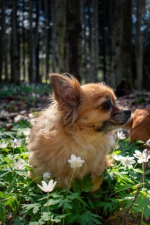Brown long-haired Chihuahua between flowering anemones (Anemone nemorosa), Neubeuern, Germany,
