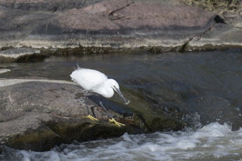 Cattle Egret Cattle Egret (Bubulcus ibis), Mziki Private Game Reserve, North West Province, South