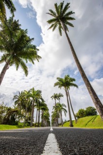 The famous palm avenue l'Allee Dumanoir. Landscape shot from the centre of the street into the