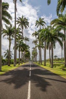 The famous palm avenue l'Allee Dumanoir. Landscape shot from the centre of the street into the