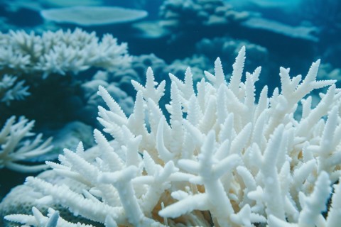 White bleached coral reef caused by change in ocean temperature. KI generiert, generiert, AI