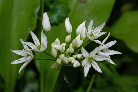Wild garlic a few open white flowers