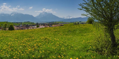 Common dandelion (Taraxacum sect. Ruderalia) in spring, meadow near Rieden am Forggensee,