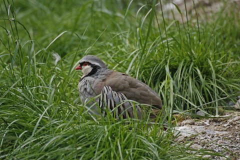Rock partridge (Alectoris graeca), mountains