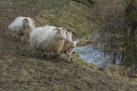 Running moorland sheep (Ovis aries) with lamb on the pasture, Mecklenburg-Western Pomerania,