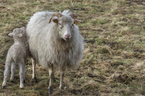 Horned moorland sheep (Ovis aries) with their lamb on the pasture, Mecklenburg-Western Pomerania,
