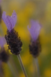 French lavender (Lavandula stoechas) in inflorescence, Extremadura, Spain, Europe
