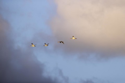 Red-breasted Merganser (Mergus serrator), small flock in flight, Laanemaa, Estonia, Europe