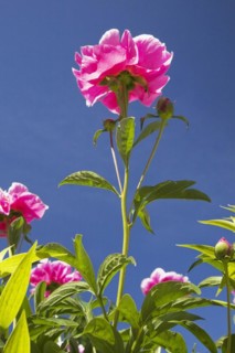Close-up and underside view of backlit pink perennial herbaceous Paeonia, Peony flower against blue