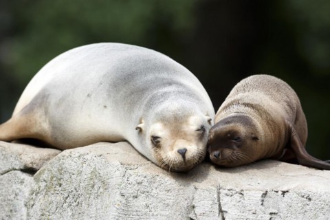 California sea lion (Zalophus californianus), An adult sea lion and a juvenile showing love and