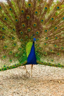 Indian male peacock open because he is in heat looking for females in a botanical garden