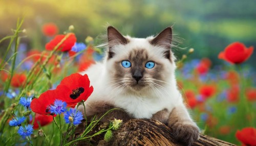 AI generated, animal, animals, mammal, mammals, cat, felidae (Felis catus), a young cat resting on